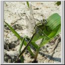 Gomphus pulchellus - Westliche Keiljungfer 01.jpg